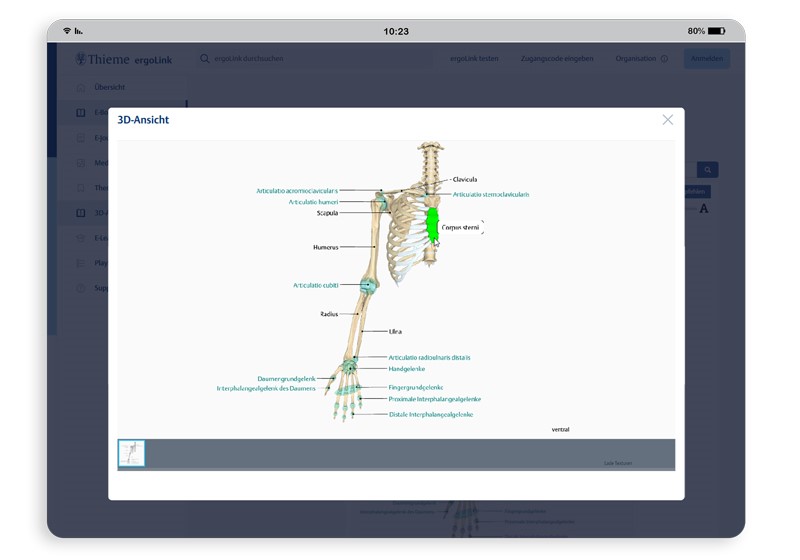 eL_3D_Anatomie_800px ergoLink 3D-Anatomie
